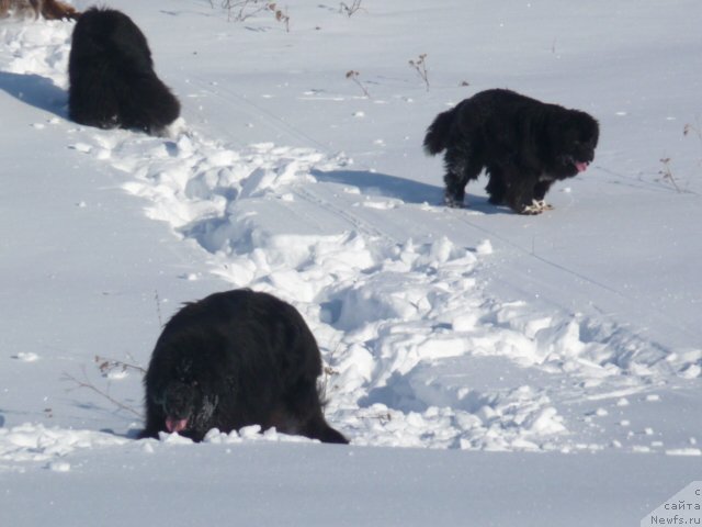 Фото: ньюфаундленд Blestyaschaya Brina (Блестящая Брина), ньюфаундленд Baloven' Sud'byi (Баловень Судьбы), ньюфаундленд N'yufort Lunnyiy Barhat (Ньюфорт Лунный Бархат)