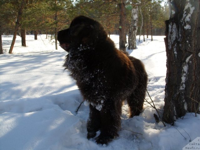 Фото: ньюфаундленд CHernyiy SHarm Amber Best Dog FO Marleon (Черный Шарм Амбер Бест Дог ФО Марлеон)