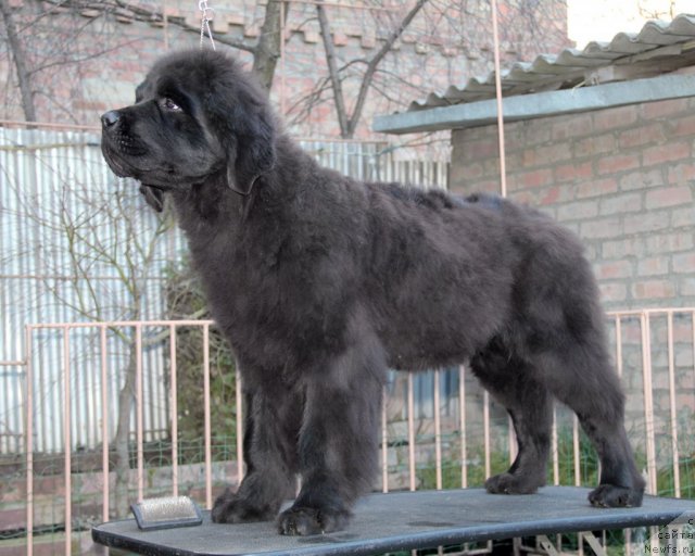 Фото: ньюфаундленд Sputnik s Berega Dona (Спутник с Берега Дона)