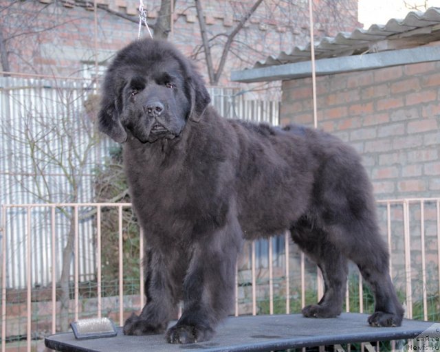 Фото: ньюфаундленд Sputnik s Berega Dona (Спутник с Берега Дона)