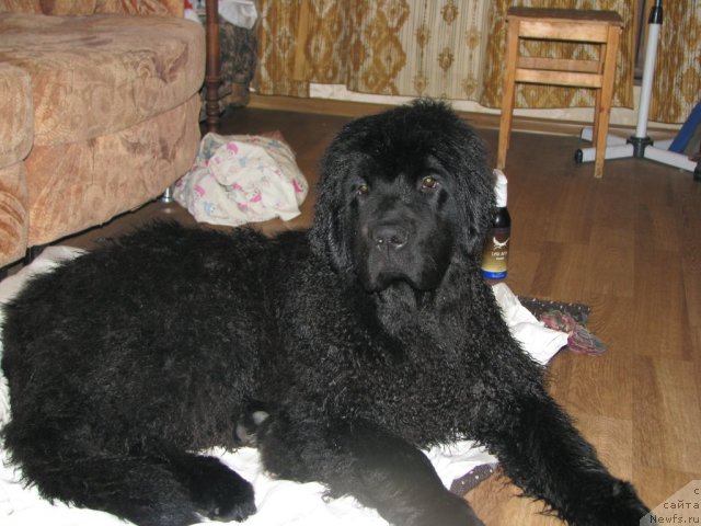 Фото: ньюфаундленд Smigar Gordon Fellow (Смигар Гордон-Феллоу)