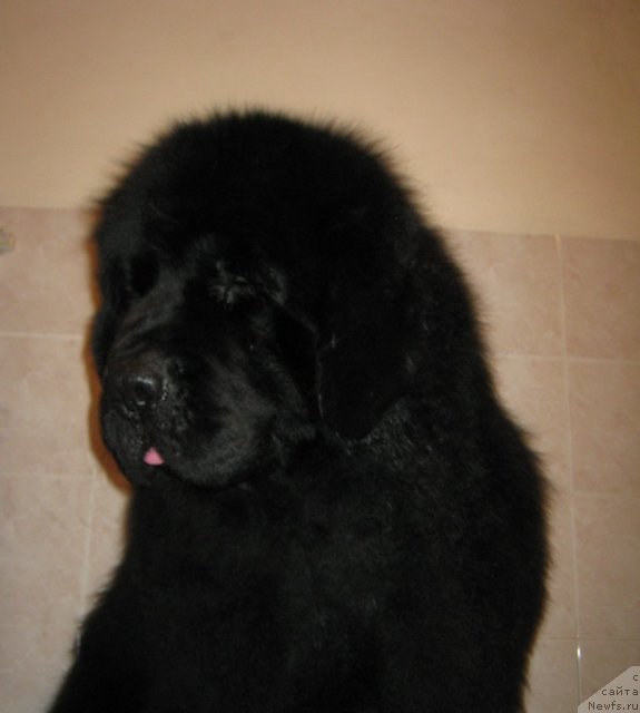 Фото: ньюфаундленд Plutarh Almas-Alana