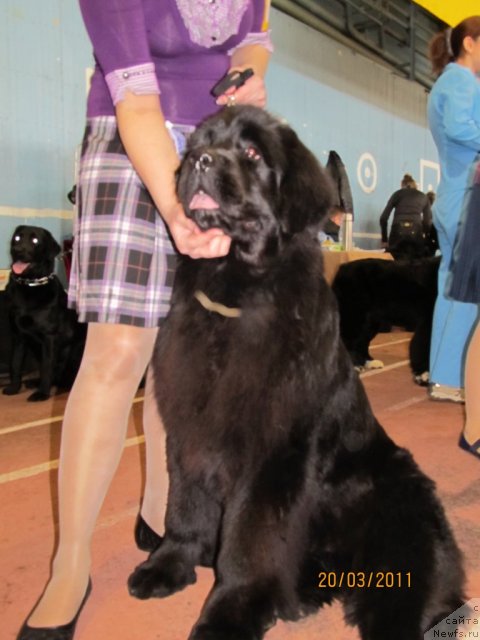 Фото: ньюфаундленд Ih Visochestvo Gloria Airis (Их Высочество Глория Айрис)