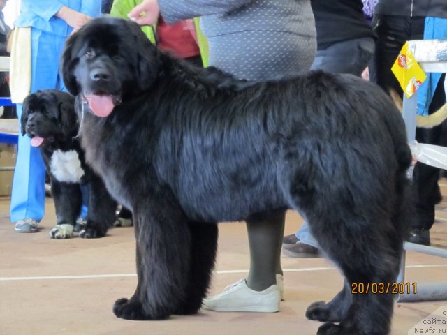 Фото: ньюфаундленд Aquatoriya Kelvin Northern Spirit (Акватория Келвин Нозерн Спирит)