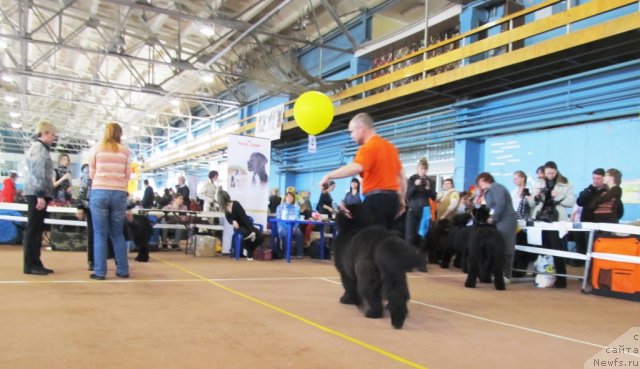 Фото: ньюфаундленд Ih Vyisochestvo Valensiya Vud (Их Высочество Валенсия Вуд)