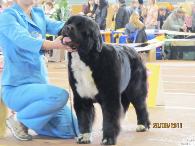 Фото: ньюфаундленд Ikona Stilya (Икона Стиля)