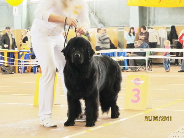 Фото: ньюфаундленд Super Bizon Deka (Супер Бизон Дека), Alyona SCHelkonogova (Алёна Щелконогова)