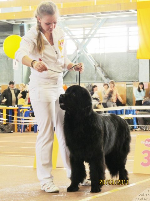 Фото: ньюфаундленд Super Bizon Deka (Супер Бизон Дека), Alyona SCHelkonogova (Алёна Щелконогова)