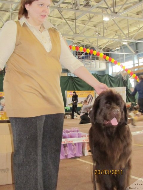 Фото: ньюфаундленд Koketka ot CHannel iz Medvej'ego YAra (Кокетка от Чаннел из Медвежьего Яра), Natal'ya Gostyuhina (Наталья Гостюхина)