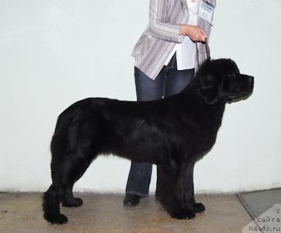 Фото: ньюфаундленд Sent Djons Karavella (Сент Джонс Каравелла)