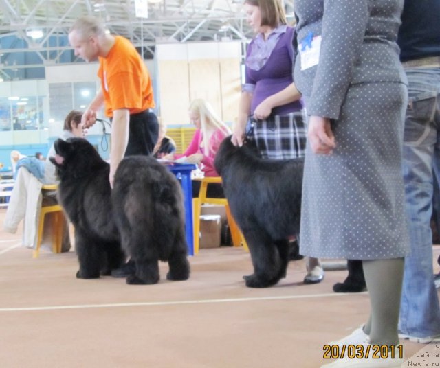 Фото: ньюфаундленд Ih Vyisochestvo Valensiya Vud (Их Высочество Валенсия Вуд), ньюфаундленд Ih Visochestvo Gloria Airis (Их Высочество Глория Айрис)