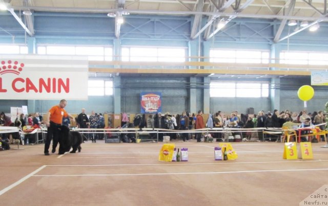 Фото: ньюфаундленд Ih Vyisochestvo Valensiya Vud (Их Высочество Валенсия Вуд)