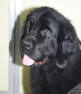 Фото: ньюфаундленд Sent Djons Karavella (Сент Джонс Каравелла)