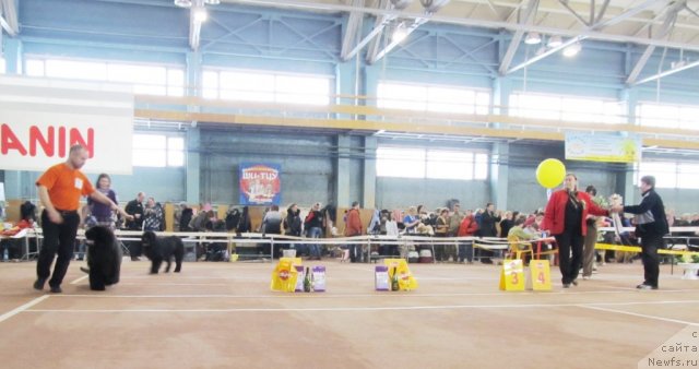 Фото: ньюфаундленд Ih Vyisochestvo Valensiya Vud (Их Высочество Валенсия Вуд), ньюфаундленд Ih Visochestvo Gloria Airis (Их Высочество Глория Айрис), Marina Goroshenko (Марина Горошенко)