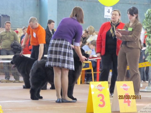 Фото: ньюфаундленд Ih Vyisochestvo Valensiya Vud (Их Высочество Валенсия Вуд), ньюфаундленд Ih Visochestvo Gloria Airis (Их Высочество Глория Айрис), Marina Goroshenko (Марина Горошенко)
