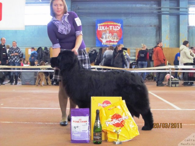 Фото: ньюфаундленд Ih Visochestvo Gloria Airis (Их Высочество Глория Айрис), Marina Goroshenko (Марина Горошенко)