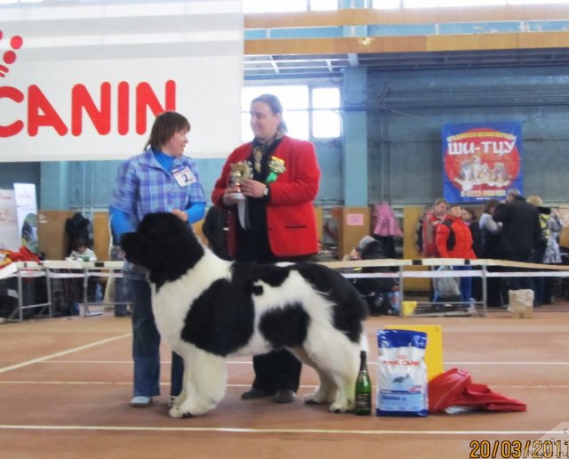 Фото: ньюфаундленд Super Premium Zhodo Ferolli (Супер Премиум Жодо Феролли), Nataliya Snigireva (Наталия Снигирева)