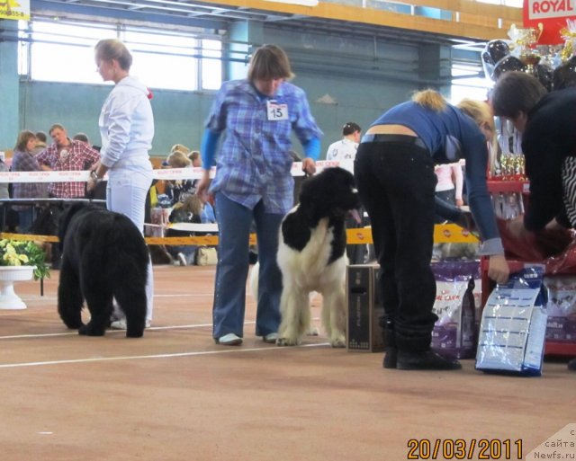 Фото: ньюфаундленд Super Premium Zheneva (Супер Премиум Женева), Nataliya Snigireva (Наталия Снигирева)