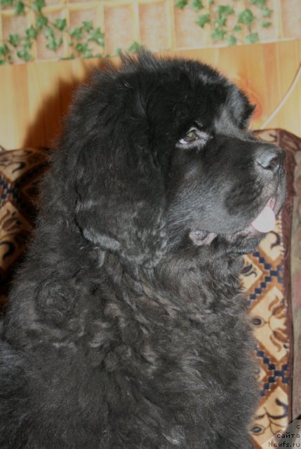 Фото: ньюфаундленд Ohoi's Jet Set