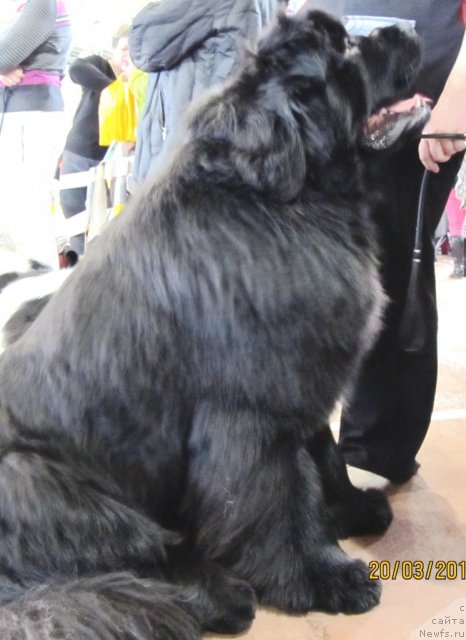 Фото: ньюфаундленд King of Helluland I'm Precious