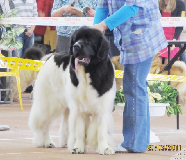 Фото: ньюфаундленд Super Premium Zheneva (Супер Премиум Женева)