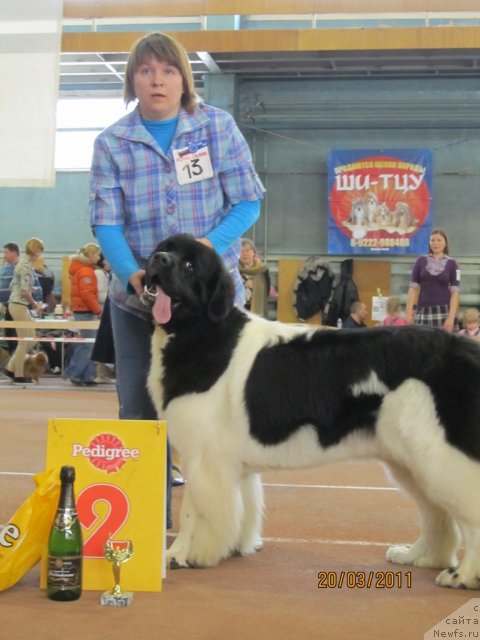Фото: ньюфаундленд Super Premium Zheneva (Супер Премиум Женева), Nataliya Snigireva (Наталия Снигирева)
