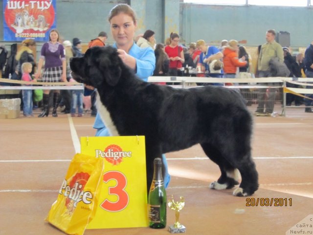 Фото: ньюфаундленд Ikona Stilya (Икона Стиля), Kseniya Novikova (Ксения Новикова)