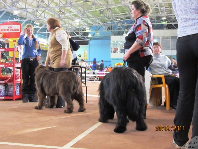 Фото: ньюфаундленд Koketka ot CHannel iz Medvej'ego YAra (Кокетка от Чаннел из Медвежьего Яра), Natal'ya Gostyuhina (Наталья Гостюхина), ньюфаундленд N'yufort Lapochka Dochka (Ньюфорт Лапочка Дочка), Irina Panyushkina (Ирина Панюшкина)