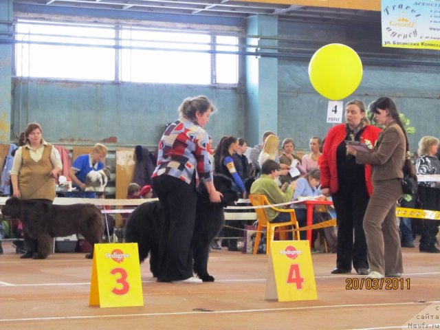 Фото: ньюфаундленд Koketka ot CHannel iz Medvej'ego YAra (Кокетка от Чаннел из Медвежьего Яра), Natal'ya Gostyuhina (Наталья Гостюхина), ньюфаундленд N'yufort Lapochka Dochka (Ньюфорт Лапочка Дочка), Irina Panyushkina (Ирина Панюшкина)