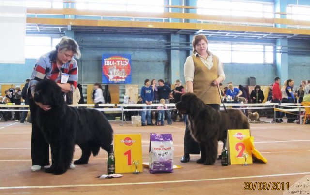 Фото: ньюфаундленд Koketka ot CHannel iz Medvej'ego YAra (Кокетка от Чаннел из Медвежьего Яра), Natal'ya Gostyuhina (Наталья Гостюхина), ньюфаундленд N'yufort Lapochka Dochka (Ньюфорт Лапочка Дочка), Irina Panyushkina (Ирина Панюшкина)