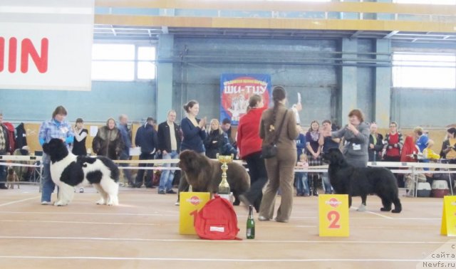 Фото: ньюфаундленд Super Premium Zhodo Ferolli (Супер Премиум Жодо Феролли), Nataliya Snigireva (Наталия Снигирева), ньюфаундленд Komandor iz Medvej'ego YAra (Командор из Медвежьего Яра), Ekaterina Plotnikova (Екатерина Плотникова), ньюфаундленд Aquatoriya Kelvin Zvezdnaya Koroleva (Акватория Келвин Звездная Королева), Tat'yana Abutova (Татьяна Абутова)