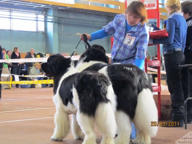 Фото: ньюфаундленд Super Premium Zheneva (Супер Премиум Женева), ньюфаундленд Super Premium Zhodo Ferolli (Супер Премиум Жодо Феролли), Nataliya Snigireva (Наталия Снигирева)