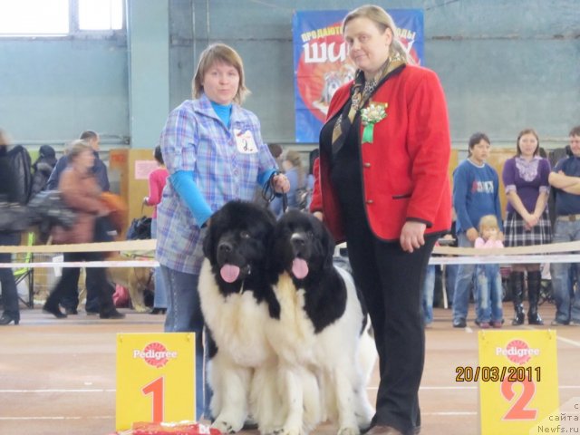 Фото: ньюфаундленд Super Premium Zheneva (Супер Премиум Женева), ньюфаундленд Super Premium Zhodo Ferolli (Супер Премиум Жодо Феролли), Nataliya Snigireva (Наталия Снигирева)