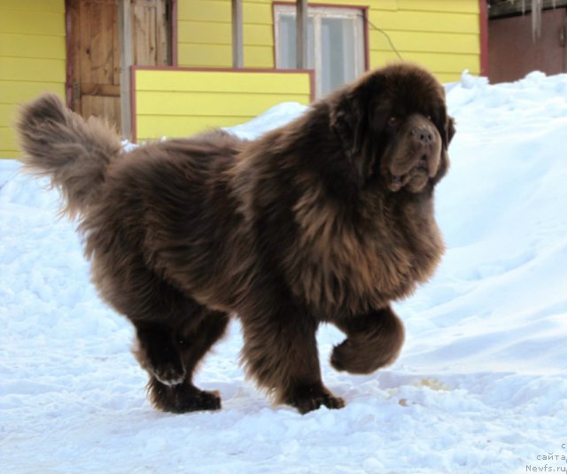 Фото: ньюфаундленд Komandor iz Medvej'ego YAra (Командор из Медвежьего Яра)