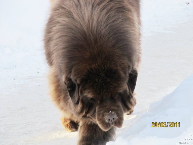 Фото: ньюфаундленд Komandor iz Medvej'ego YAra (Командор из Медвежьего Яра)