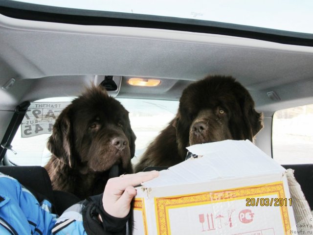 Фото: ньюфаундленд Komandor iz Medvej'ego YAra (Командор из Медвежьего Яра), ньюфаундленд Koketka ot CHannel iz Medvej'ego YAra (Кокетка от Чаннел из Медвежьего Яра)