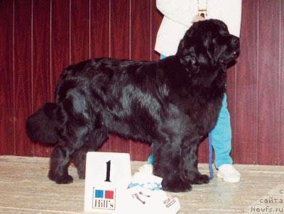 Фото: ньюфаундленд Kodiak v. Trieberg