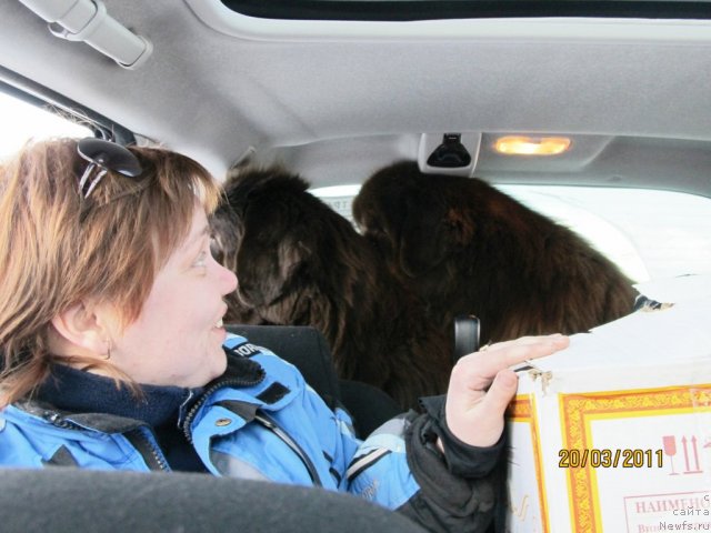 Фото: ньюфаундленд Koketka ot CHannel iz Medvej'ego YAra (Кокетка от Чаннел из Медвежьего Яра), ньюфаундленд Komandor iz Medvej'ego YAra (Командор из Медвежьего Яра), Natal'ya Gostyuhina (Наталья Гостюхина)