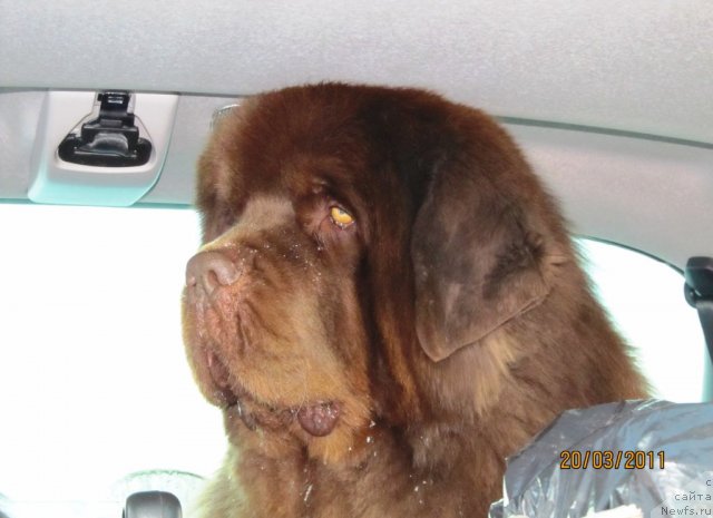 Фото: ньюфаундленд Komandor iz Medvej'ego YAra (Командор из Медвежьего Яра)