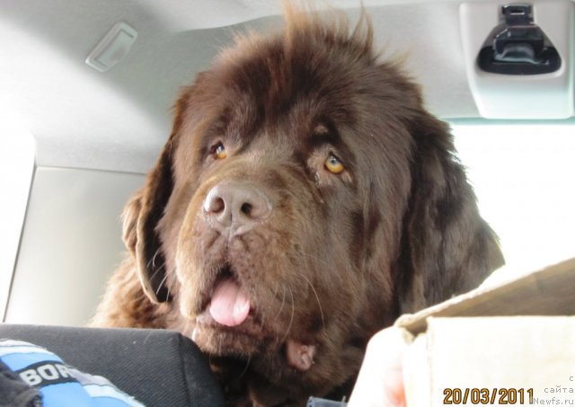 Фото: ньюфаундленд Koketka ot CHannel iz Medvej'ego YAra (Кокетка от Чаннел из Медвежьего Яра)