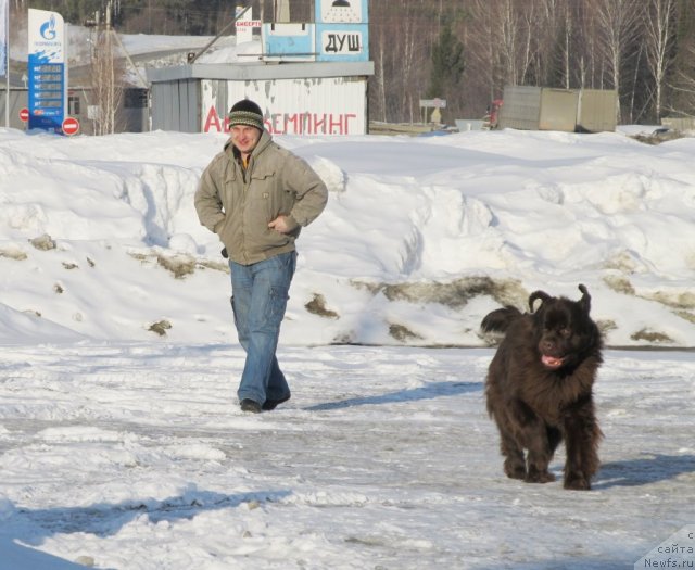 Фото: ньюфаундленд Koketka ot CHannel iz Medvej'ego YAra (Кокетка от Чаннел из Медвежьего Яра), Aleksey Nistratov (Алексей Нистратов)