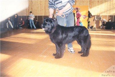 Фото: ньюфаундленд Borghojs Sweet Sascha