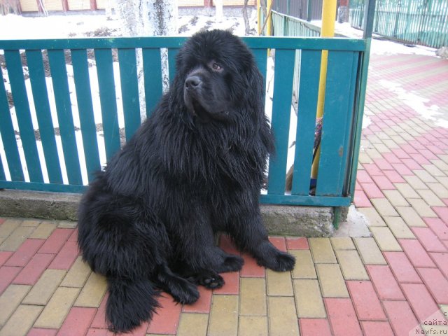 Фото: ньюфаундленд Velyke Malyatko Znak Dobroj Doli