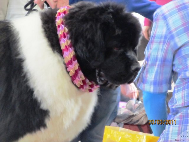 Фото: ньюфаундленд Super Premium Zhodo Ferolli (Супер Премиум Жодо Феролли), Nataliya Snigireva (Наталия Снигирева)