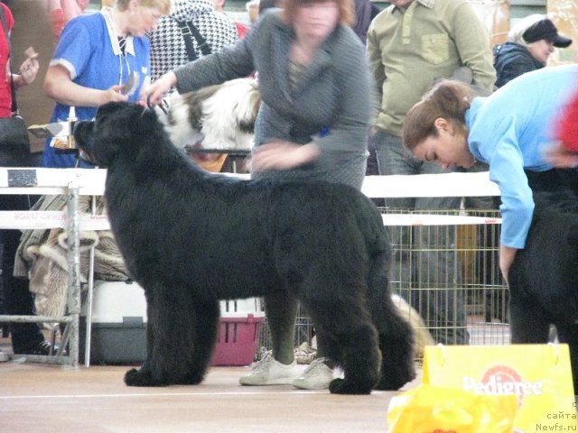 Фото: ньюфаундленд Aquatoriya Kelvin Northern Spirit (Акватория Келвин Нозерн Спирит)