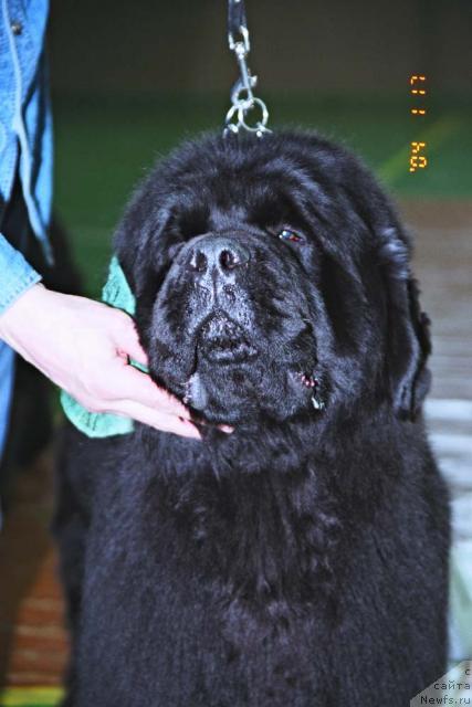 Фото: ньюфаундленд Vakula Vialiki Miadzvedz (Вакула Вялiкi Мядзведзь)