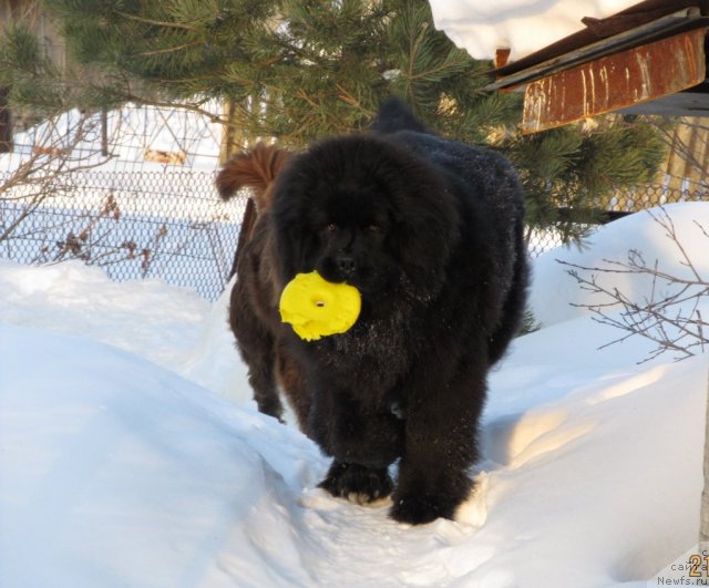Фото: ньюфаундленд Ih Vyisochestvo Vladlena Madjiks (Их Высочество Владлена Маджикс)