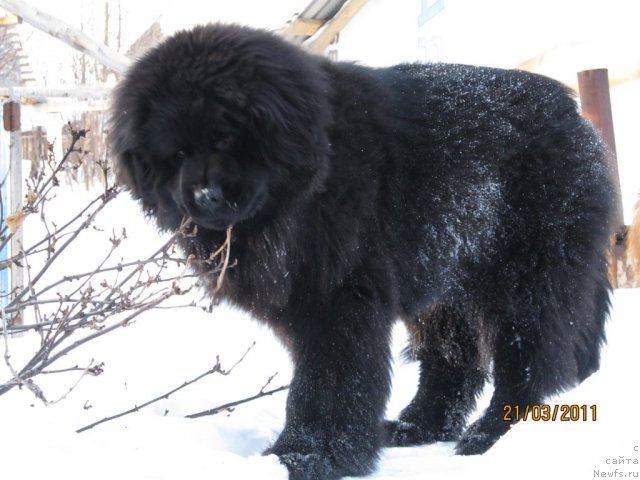 Фото: ньюфаундленд Ih Vyisochestvo Vladlena Madjiks (Их Высочество Владлена Маджикс)