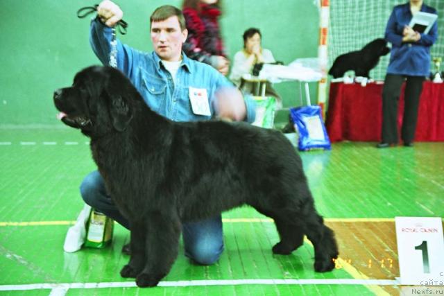 Фото: ньюфаундленд Vakula Vialiki Miadzvedz (Вакула Вялiкi Мядзведзь)
