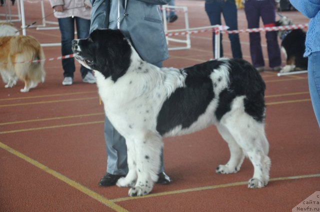 Фото: ньюфаундленд Nica Dlja Kara Ayular iz Tihogo Omuta (Ница для Кара Аюлар из Тихого Омута), Aleksandr Fayzulin (Александр Файзулин)